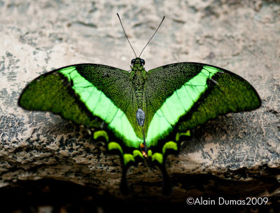 Papilio Papinurus 002
