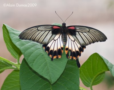 Papilio Memmon 002