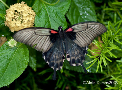 Papilio Memmon 003