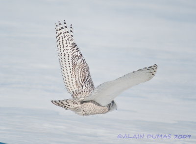 Harfang des Neiges - Snowy Owl 004