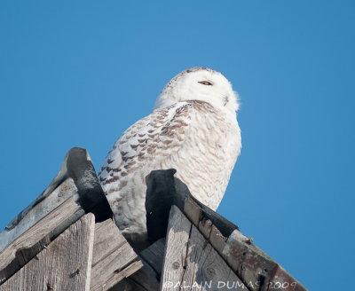 Harfang des Neiges - Snowy Owl 005