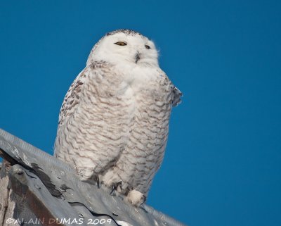 Harfang des Neiges - Snowy Owl 006