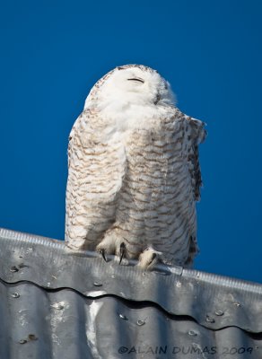 Harfang des Neiges - Snowy Owl 007