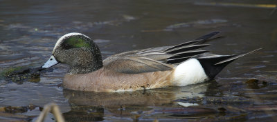 Canard d'Amrque Mle - Male American Wigeon