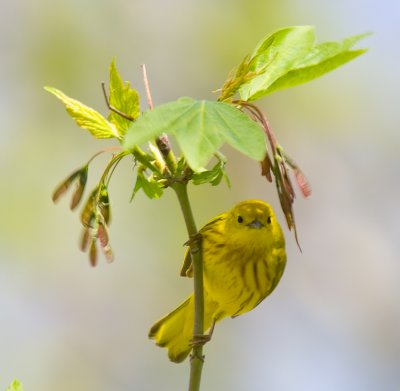 Paruline Jaune - Yellow Warbler