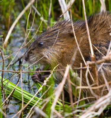 Rat Musqu - Muskrat