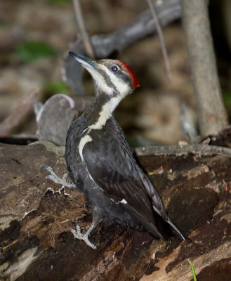 Grand Pic Femelle - Female Pileated Woodpecker