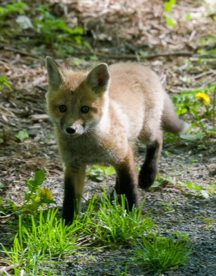 Renard Roux - Red Fox