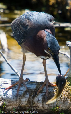 Hron Vert - Green Heron