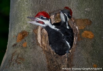 Grand Pic - Juvniles - Pileated Woodpecker - Juveniles