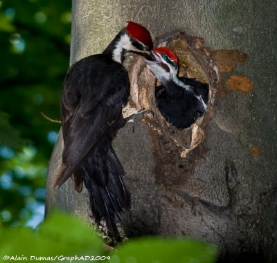 Grand Pic Femelle avec Juvnile - Female Pileated Woodpecker with Juvenile