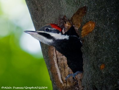 Grand Pic Juvnile - Juvenile pileated Woodpecker