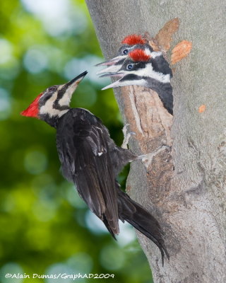 Grand Pic Femelle avec Juvniles - Female Pileated Woodpecker with Juveniles