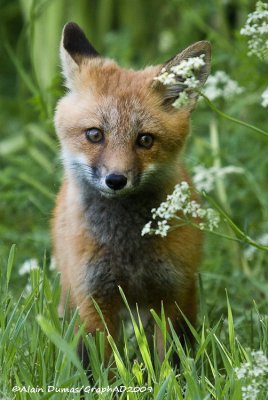 Renard Roux - Red Fox