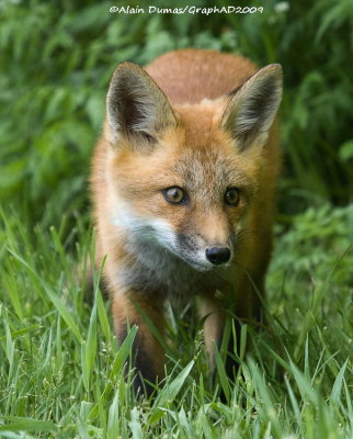 Renard Roux - Red Fox