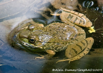 Grenouille Verte - Green Frog