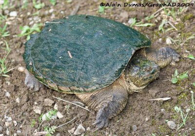 Tortue Serpentine Femelle - Female Snapping Turtle