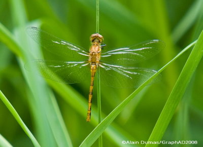 AEschne Domino - Variable Darner