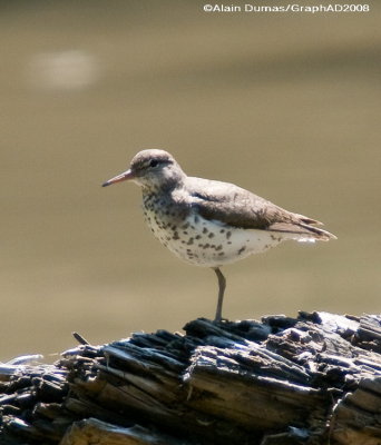 Chevalier Grivel - Spotted Sandpiper 007