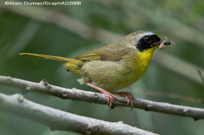 Paruline Masque Mle - Male Common Yellowthroat