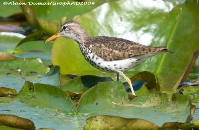 Chevalier Grivel - Spotted Sandpiper 006
