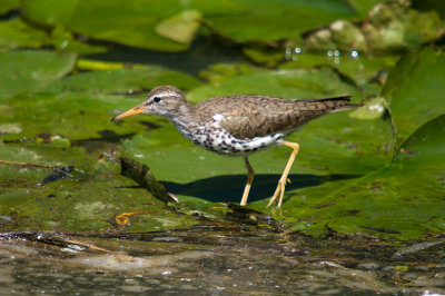 Chevalier Grivel - Spotted Sandpiper 001
