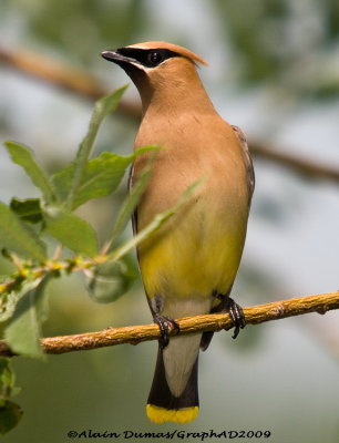 Jaseur d'Amrique - Cedar Waxwing