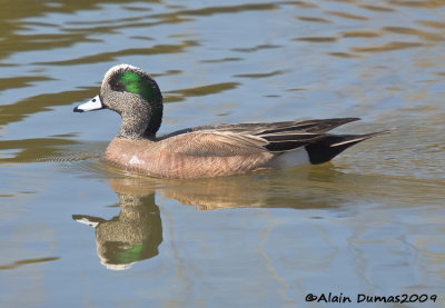 Canard d'Amrique Mle - Male American Wigeon