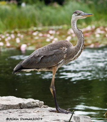 Grand Hron - Great Blue Heron