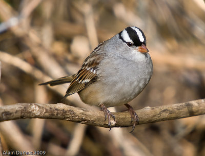 Bruant  couronne blanche  White-crowned Sparrow