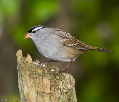 Bruant  couronne blanche  White-crowned Sparrow