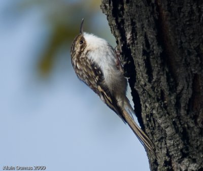 Grimpereau Brun - Brown Creeper