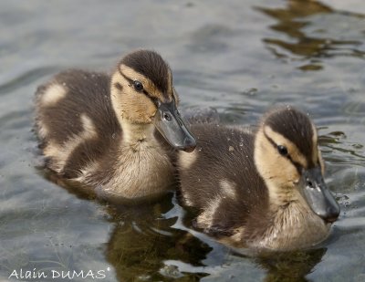 Canards Calvert juvnile - Juveniles Mallard Duck