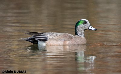 Canard d'Amrique Mle - Male American Wigeon