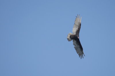 Urubu  Tte Rouge - Turkey Vulture