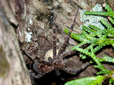 Dolomedes Femelle - Female (Fishing Spider)1323