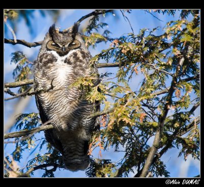 Grand Duc dAmrique  -  Great Horned Owl