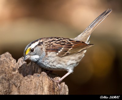 Bruant  Gorge Blanche - White Throated Sparrow