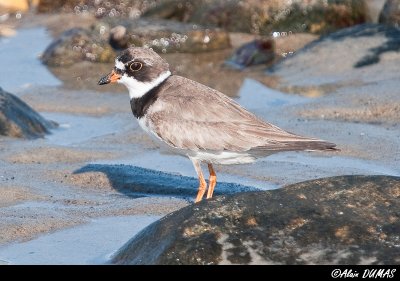 Pluvier Semipalm - Semipalmated Plover