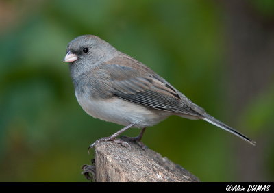 Junco Ardois Femelle - Female Dark Eyed Junco