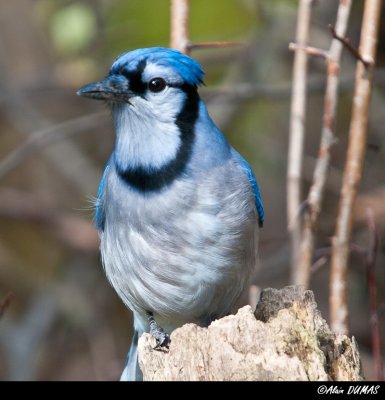 Geai Bleu - Blue Jay