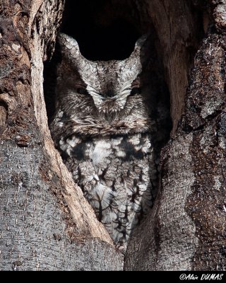 Petit Duc Macul - Eastern Screech-Owl
