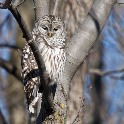 Chouette Raye - Barred owl