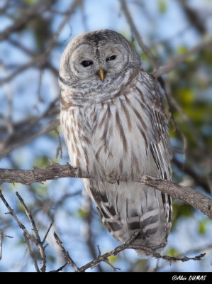 Chouette Raye - Barred Owl