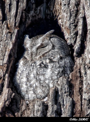 Petit Duc Macul - Eastern Screech-Owl