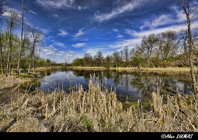 Marais, Pointe aux Prairies,  Marsh