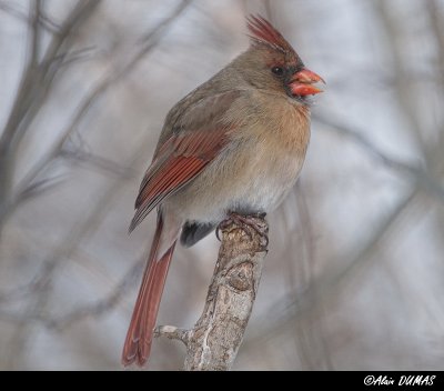 Femelle Cardinal - Female Cardinal