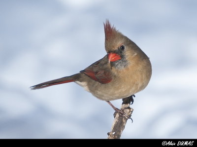 Cardinal Rouge Femelle - Female Red Cardinal