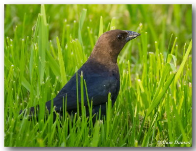 Vacher  Tte Brune Mle - Male Brown-Headed Cowbird