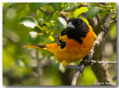 Oriole du Nord Mle - Male Norther Oriole